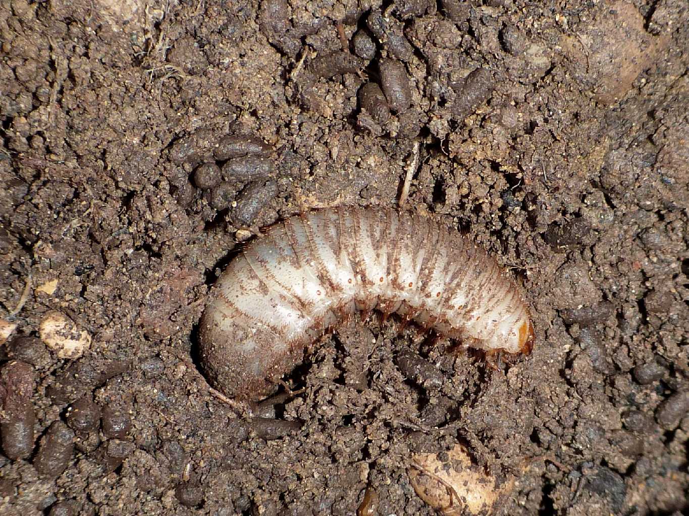 Larva di Cetonia sp. con escrementi
